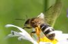 Lasioglossum xanthopus